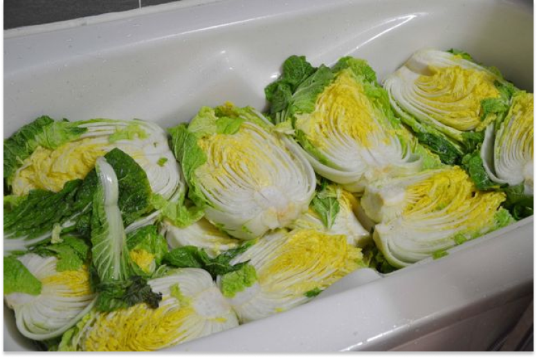 Brining cabbages in the bathtub